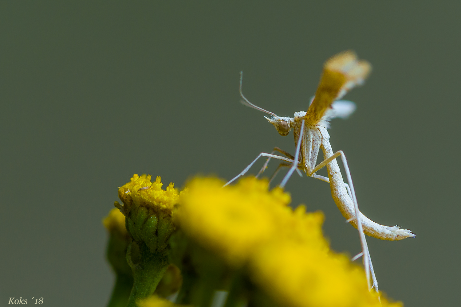 Mikrowelt - Pterophoridae