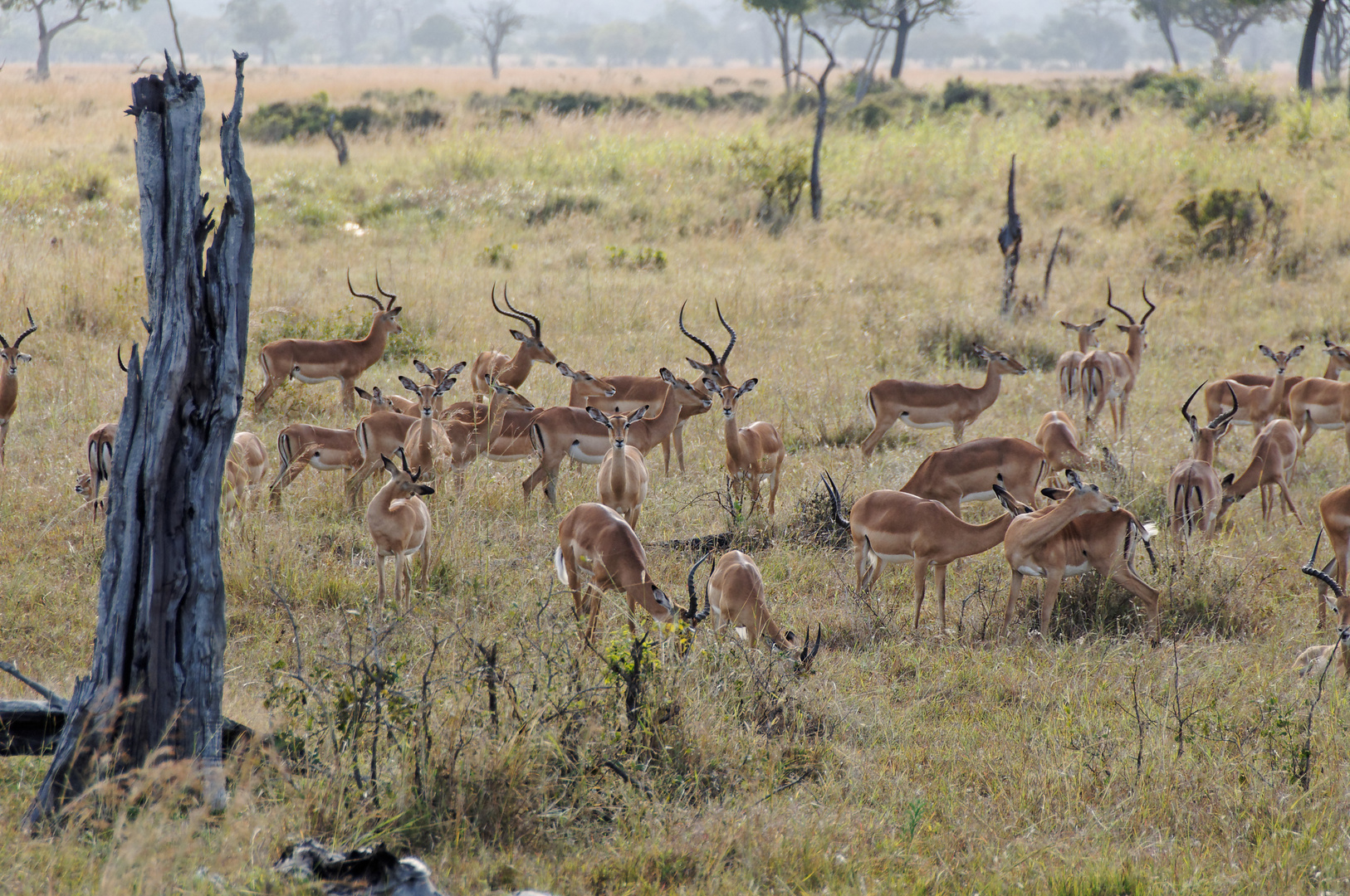 Mikumi Nationalpark