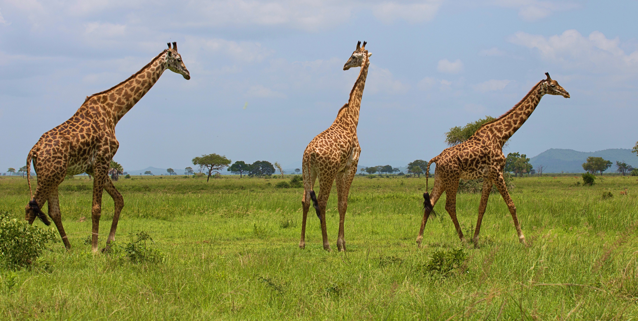 Mikumi Nationalpark Tansania