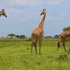 Mikumi Nationalpark Tansania