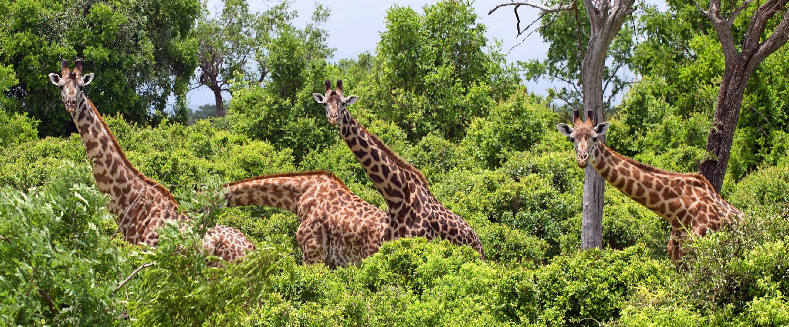 Mikumi Nationalpark Tansania