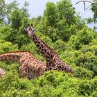 Mikumi Nationalpark Tansania