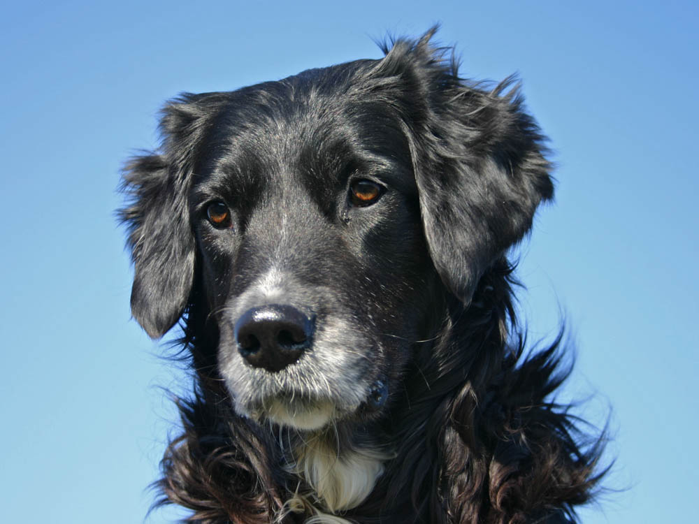 Mila, Border-Mix Hündin vor blauem Himmel