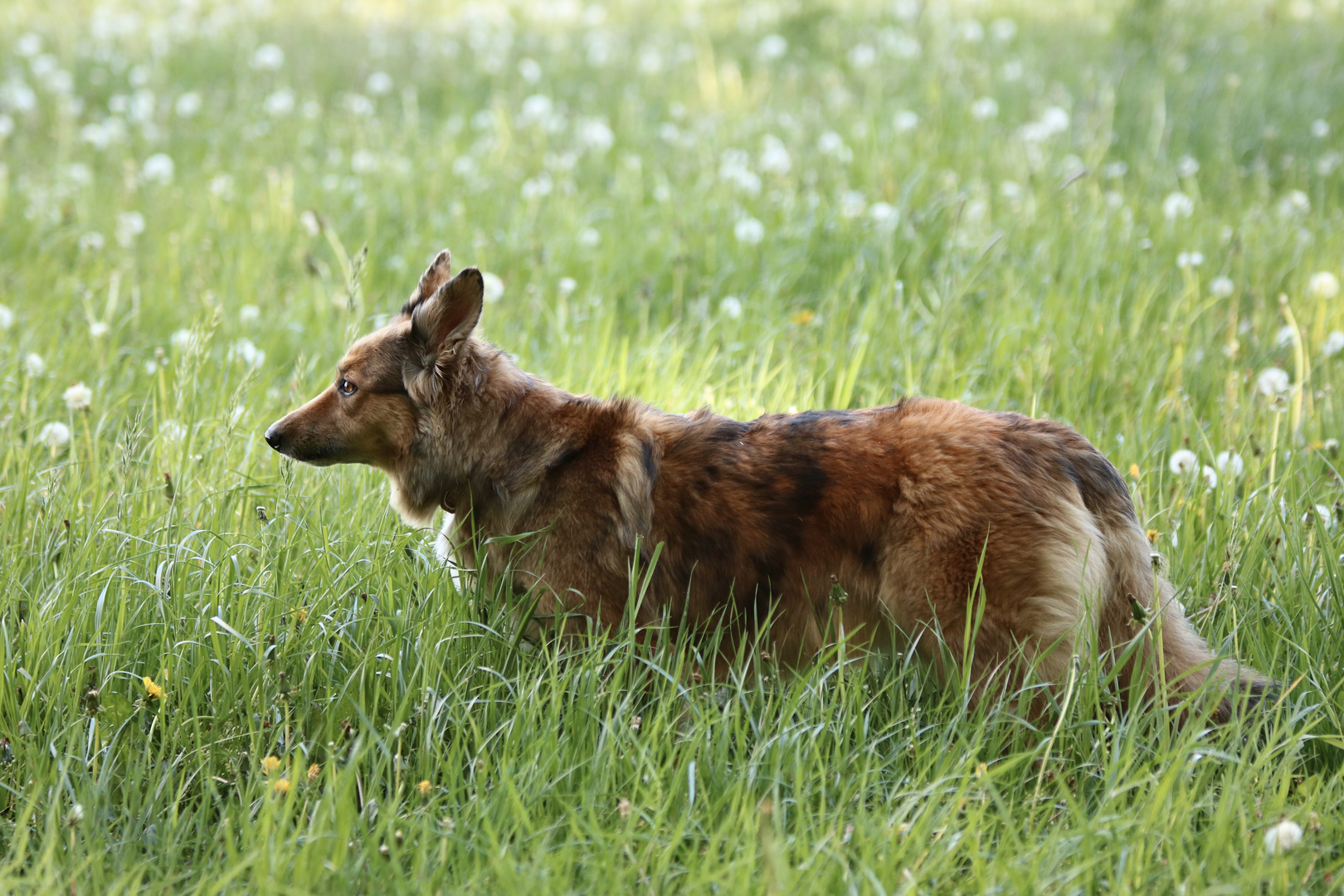 Mila im Gras