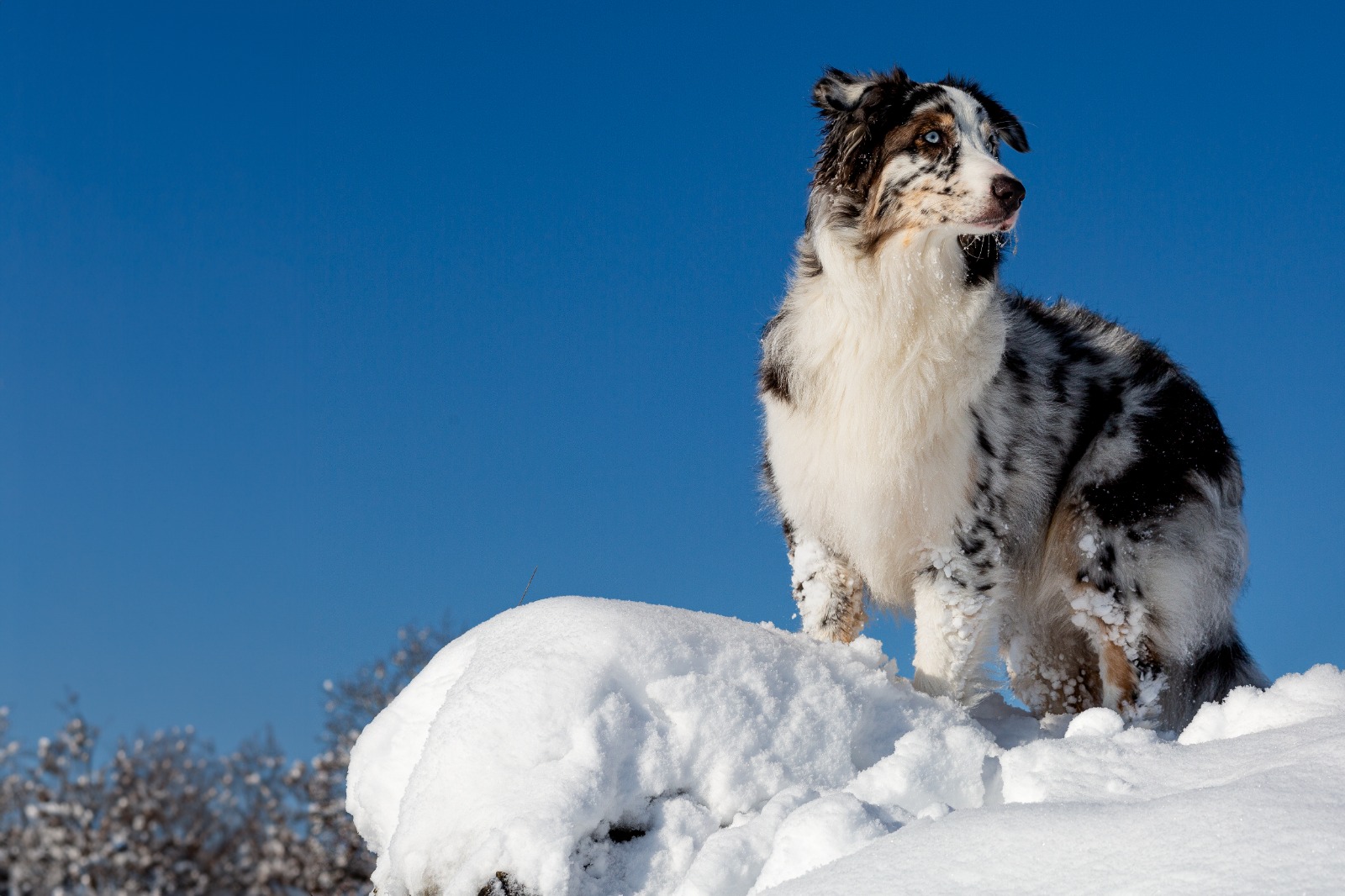 Mila im Schnee