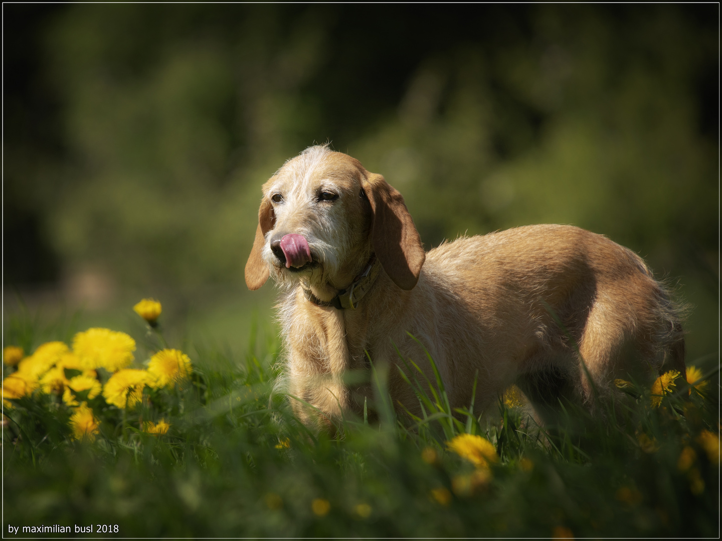 Mila im Sonnenschein