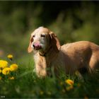 Mila im Sonnenschein