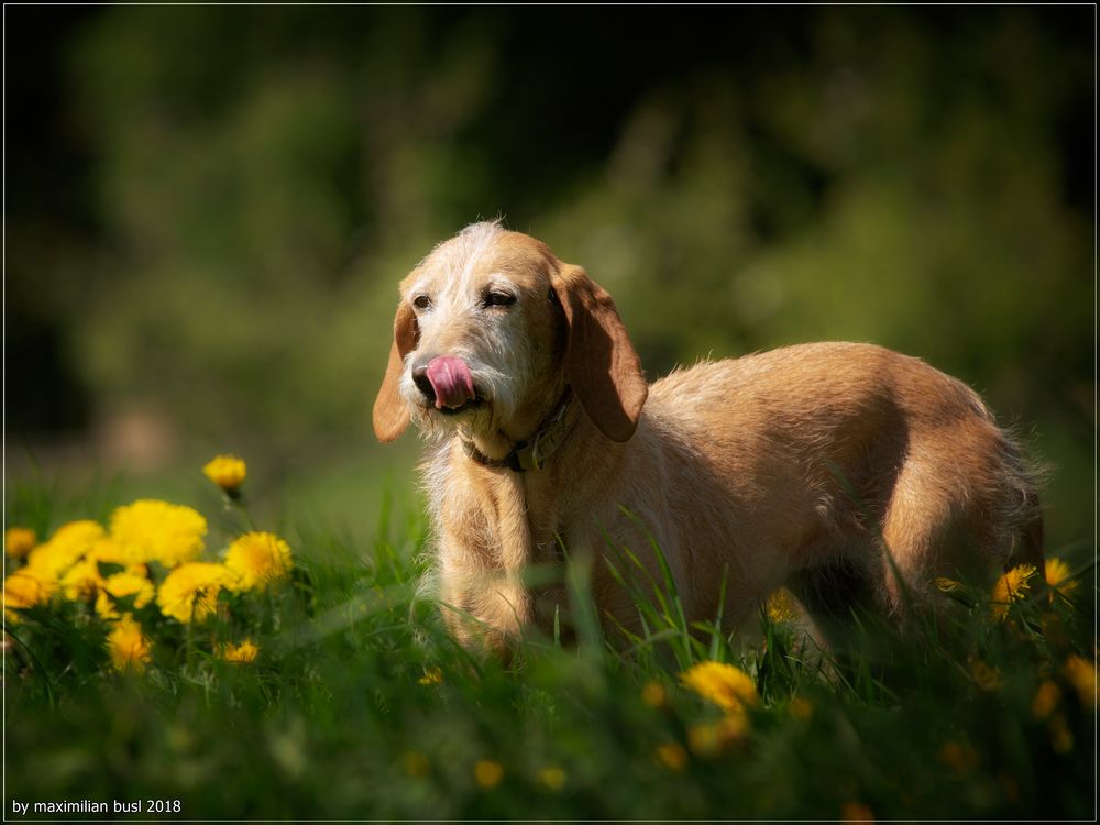 Mila im Sonnenschein