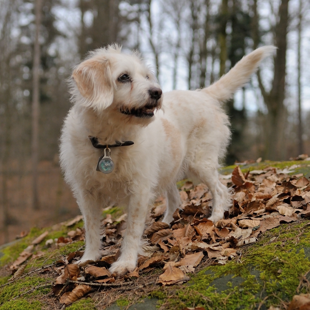 Mila im Wald