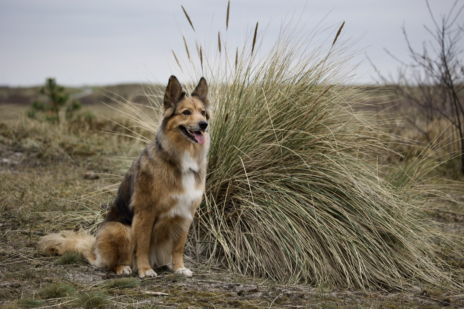 Mila in den Dünen