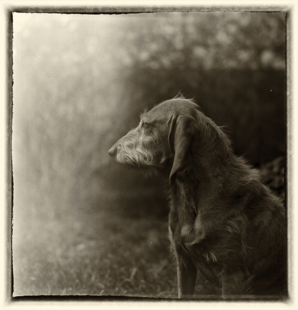 Mila mal ganz anders Foto &amp; Bild | sommer, hunde, natur Bilder auf ...
