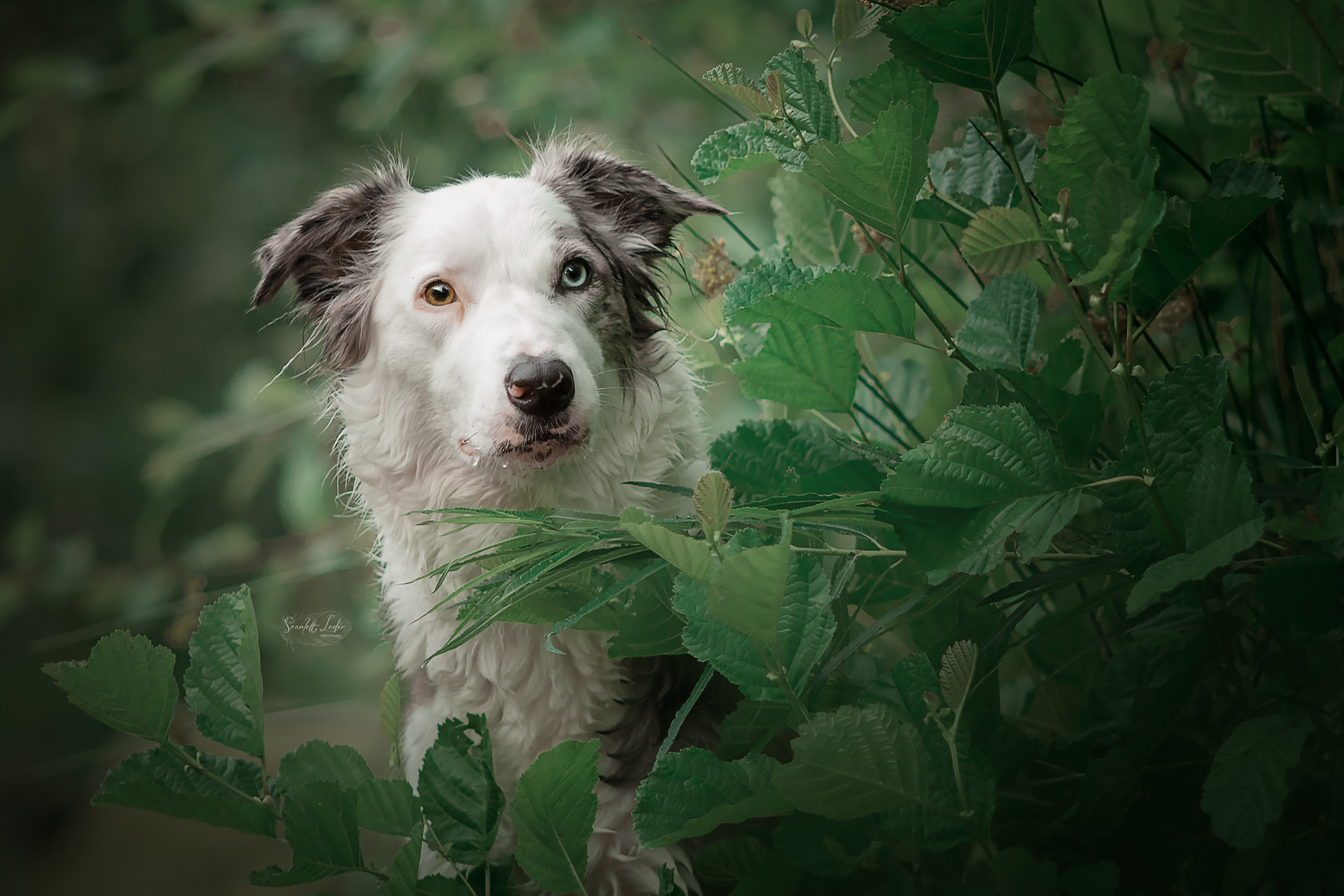 Mila the Border Collie 