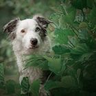 Mila the Border Collie 