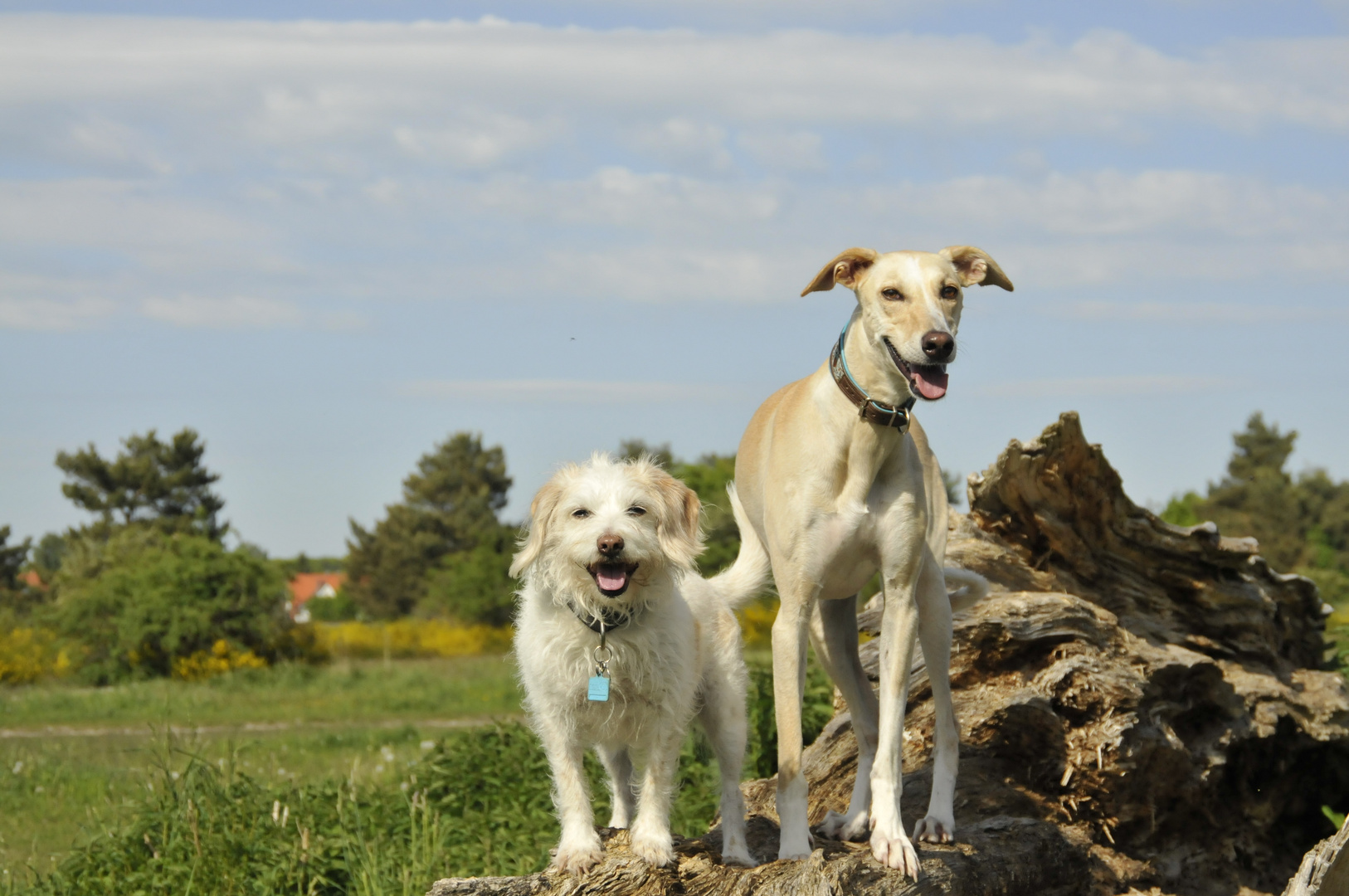 Mila und Auryn auf der Hundewiese in Altenfurt