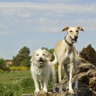 Mila und Auryn auf der Hundewiese in Altenfurt