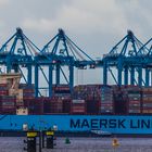 MILAN MAERSK