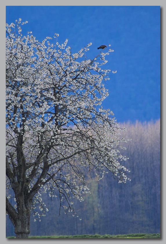 Milan noir sur arbre en fleur