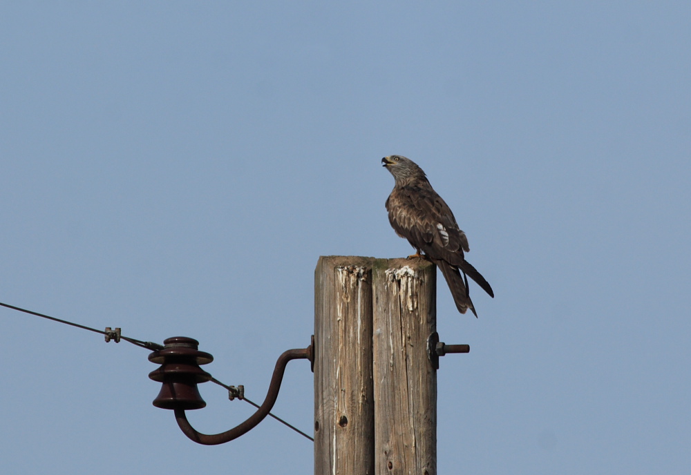 Milan oder Bussard ???