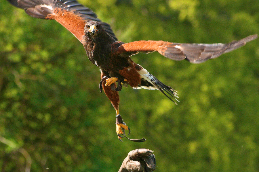 Milan oder Bussard