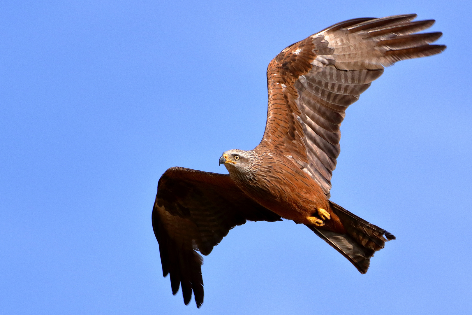 Milan, Patrouille entlang der Hecke am Feldrain