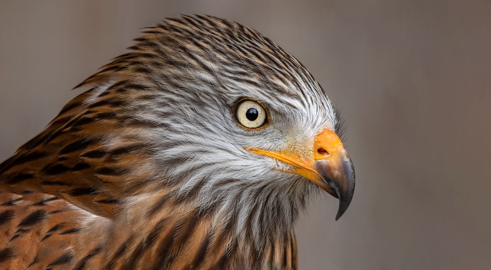 MilanPortrait 001 Foto & Bild deutschland, europe, nordrhein