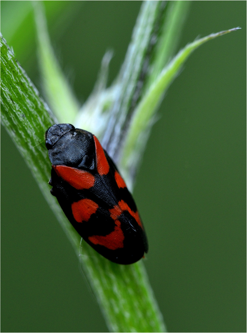 Milanista.