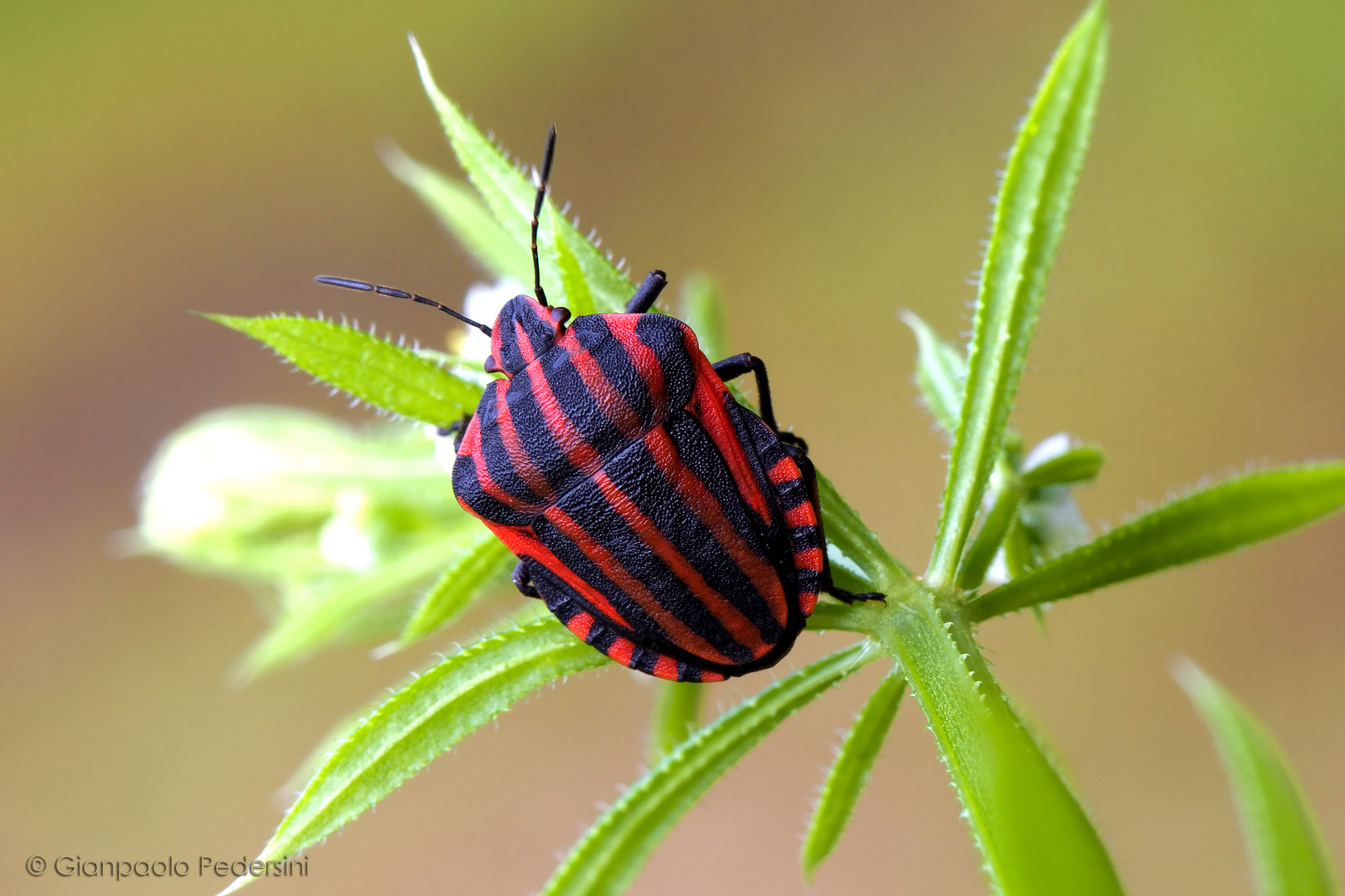 Milanista Foto Immagini macro varie, macro, insetti Foto su