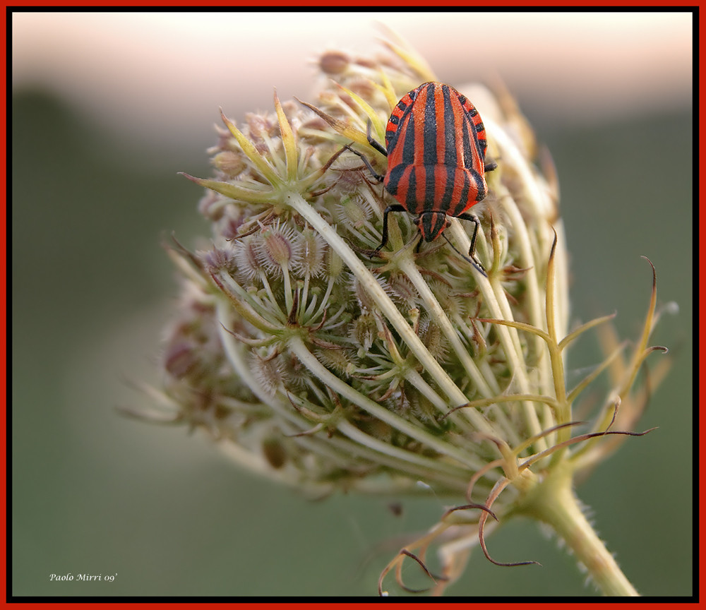 Milanista sfegatato