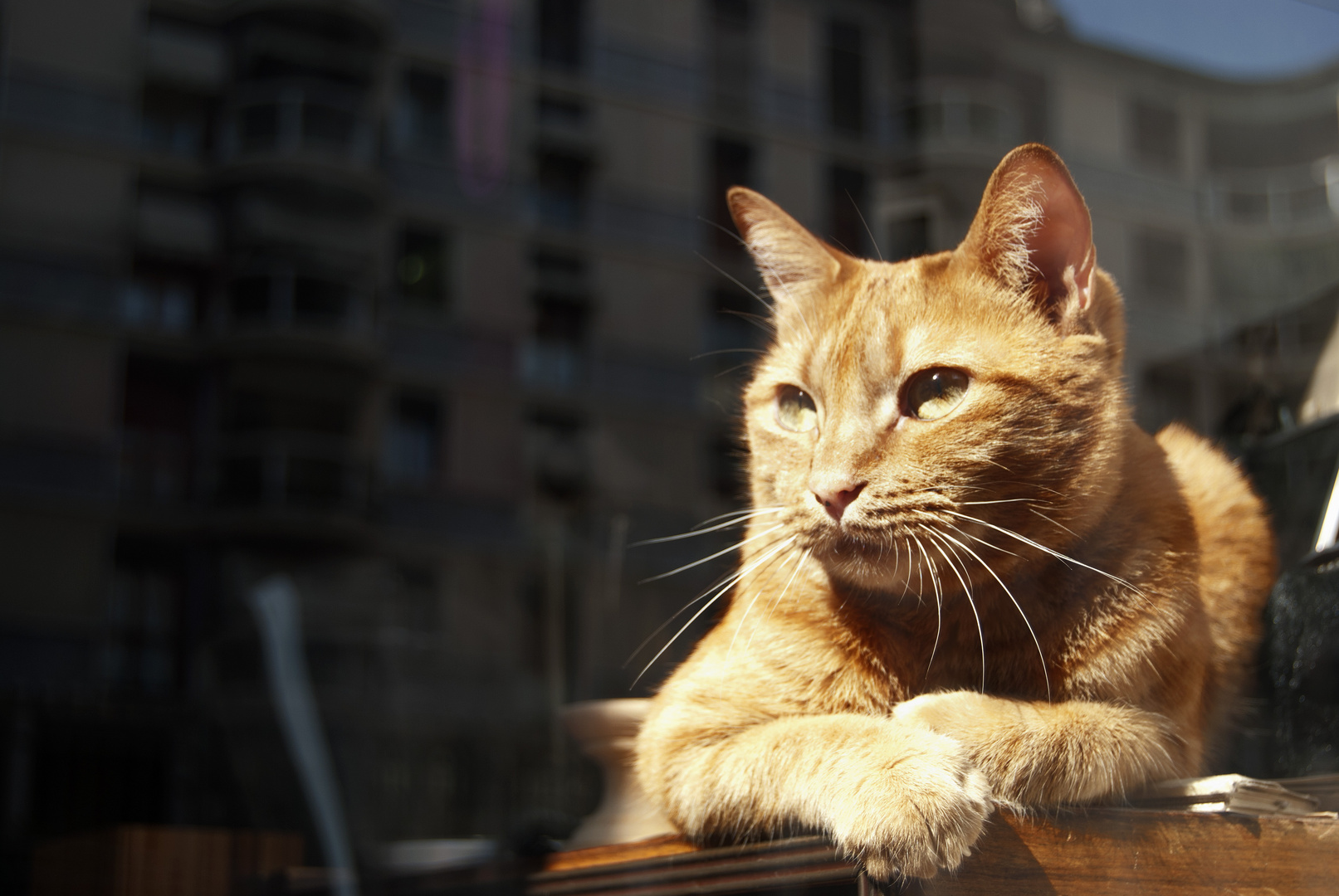 Milano - Gatto in vetrina.