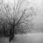 milano, magia della nebbia