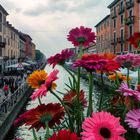 Milano, naviglio e fiori