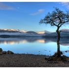 Milarrochy bay (Loch Lomond)