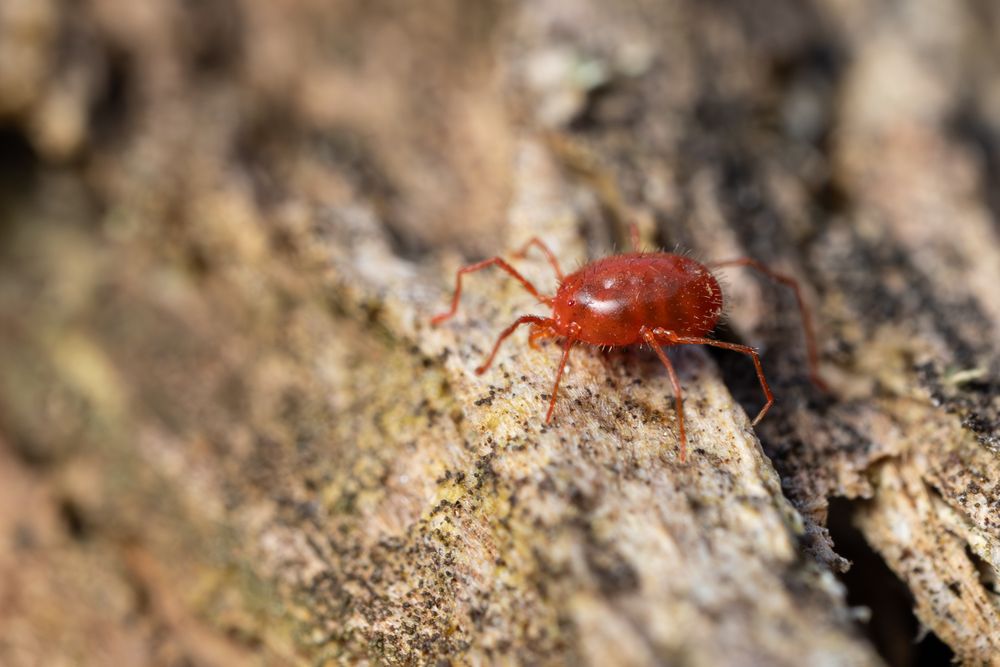 Milbe (Erythraeus phalangioides)