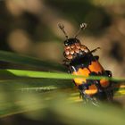 Milben mit Totengräber – Taxi (Belegfoto)