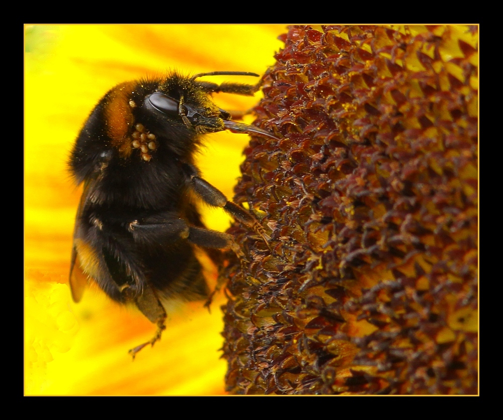 ... Milbenplage: the poor bee ... / ... avec du acarien: la pauvre abeille ...