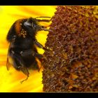... Milbenplage: the poor bee ... / ... avec du acarien: la pauvre abeille ...