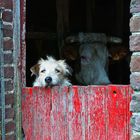 Milch- Hüter!...