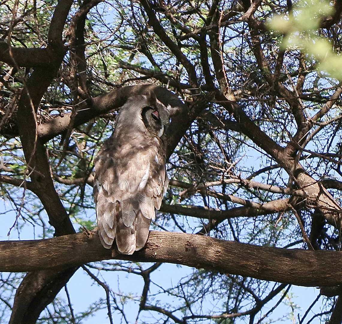 Milch- oder Blassuhu - Bubo lacteus