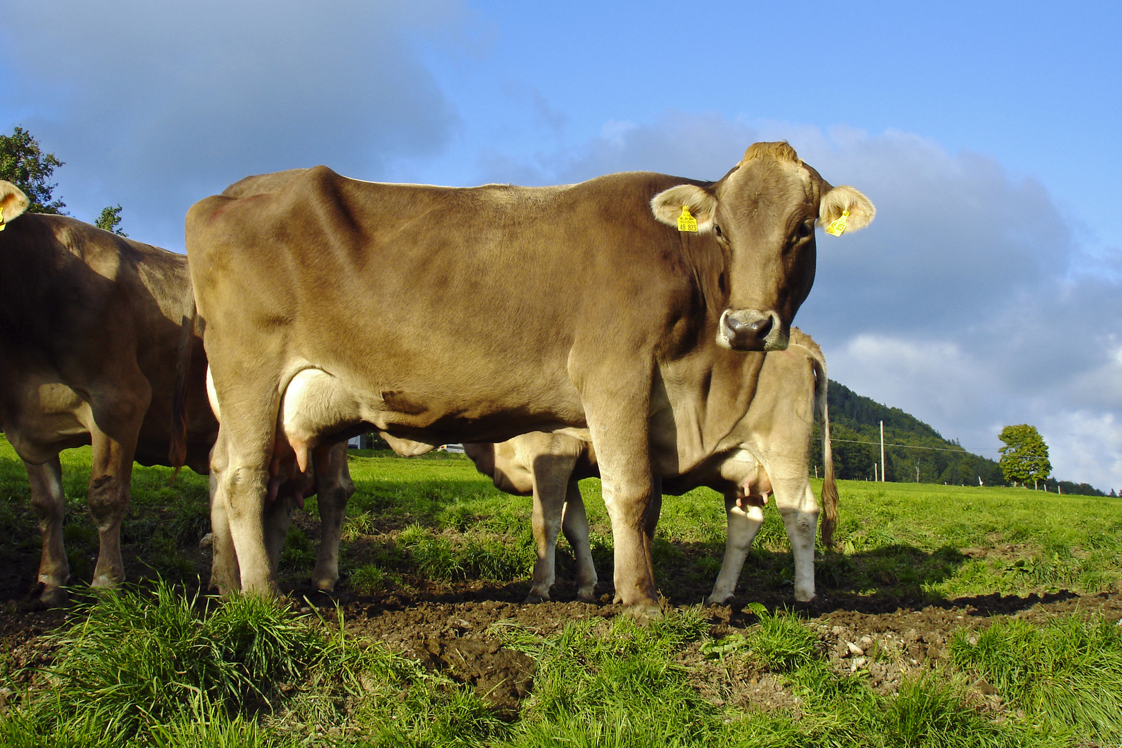 Milch ohne Tetrapack