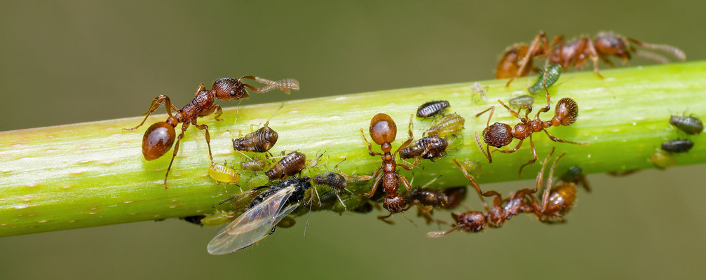 "MILCHBAUERN" AUF SECHS BEINEN
