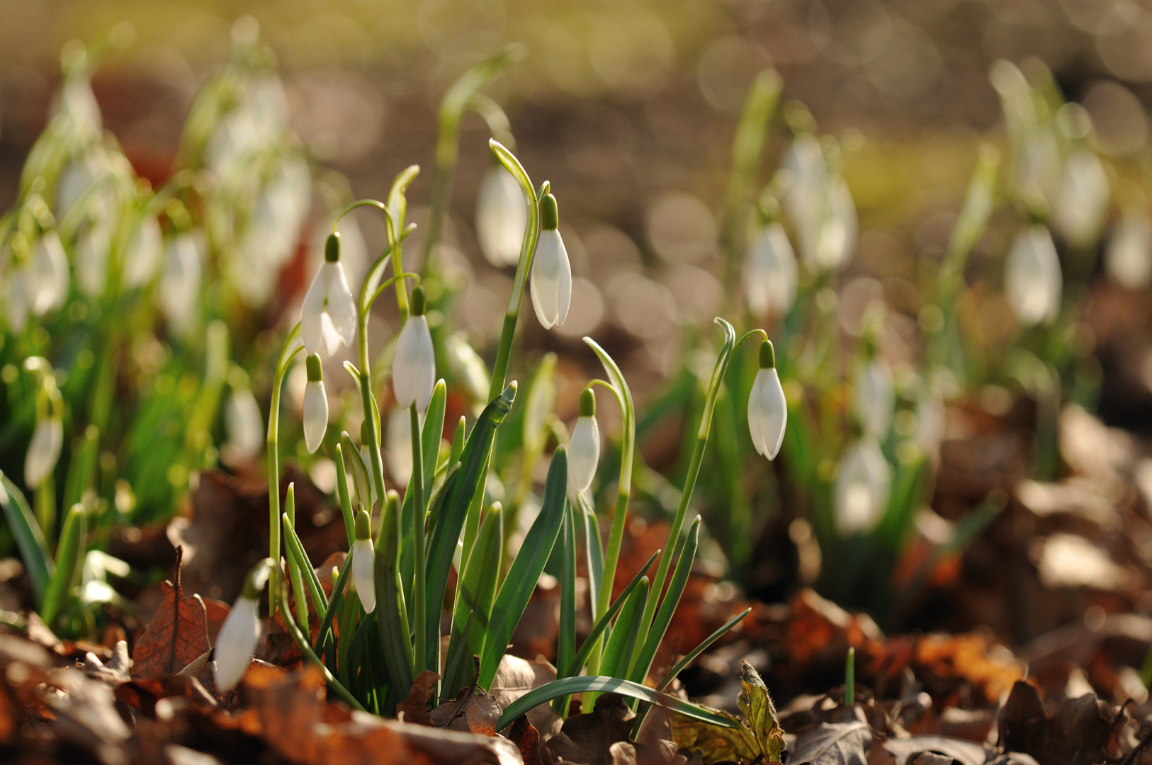 Milchblumen