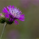 Milchfleckdistel (Galactites tomentosa)