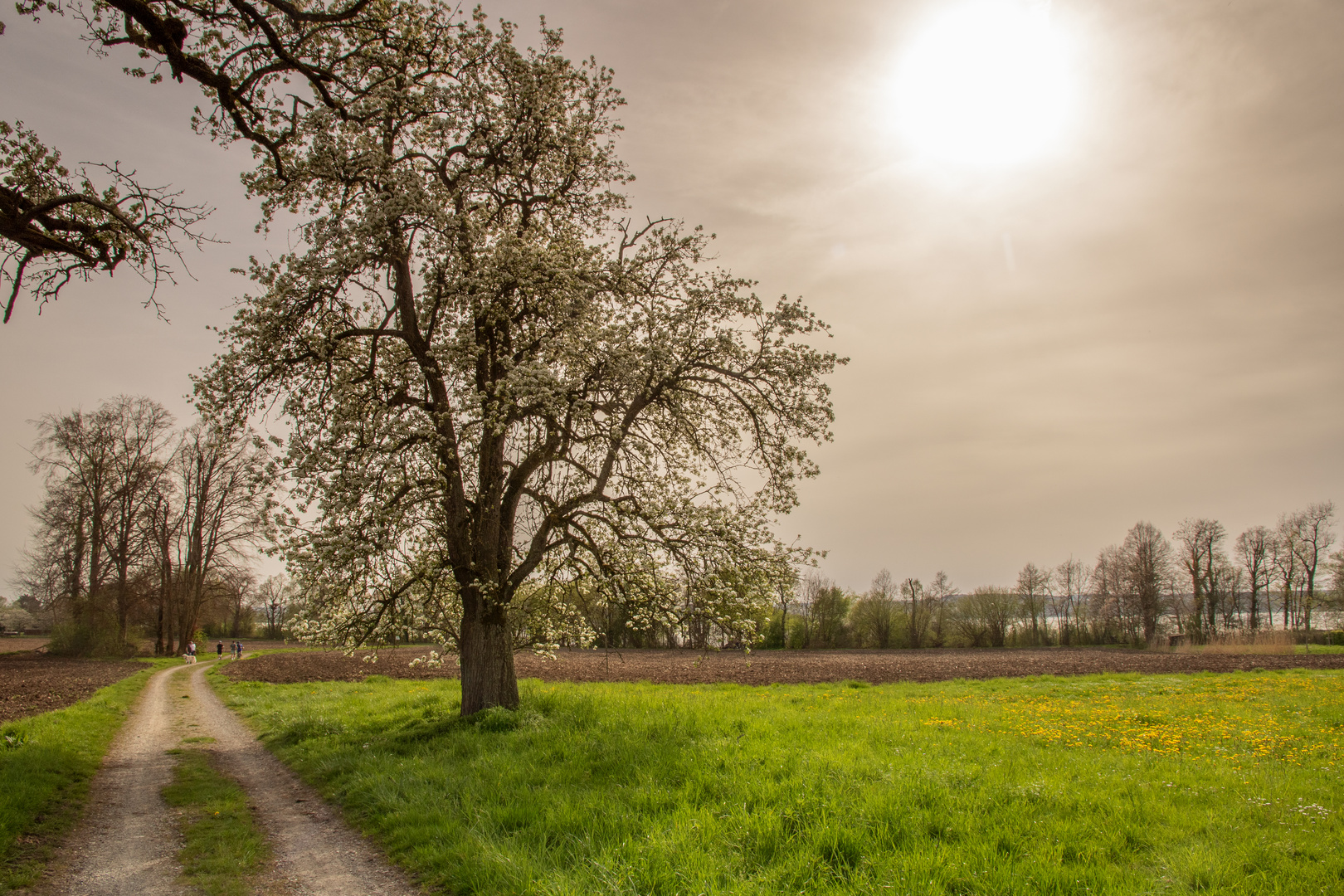 Milchiger Himmel