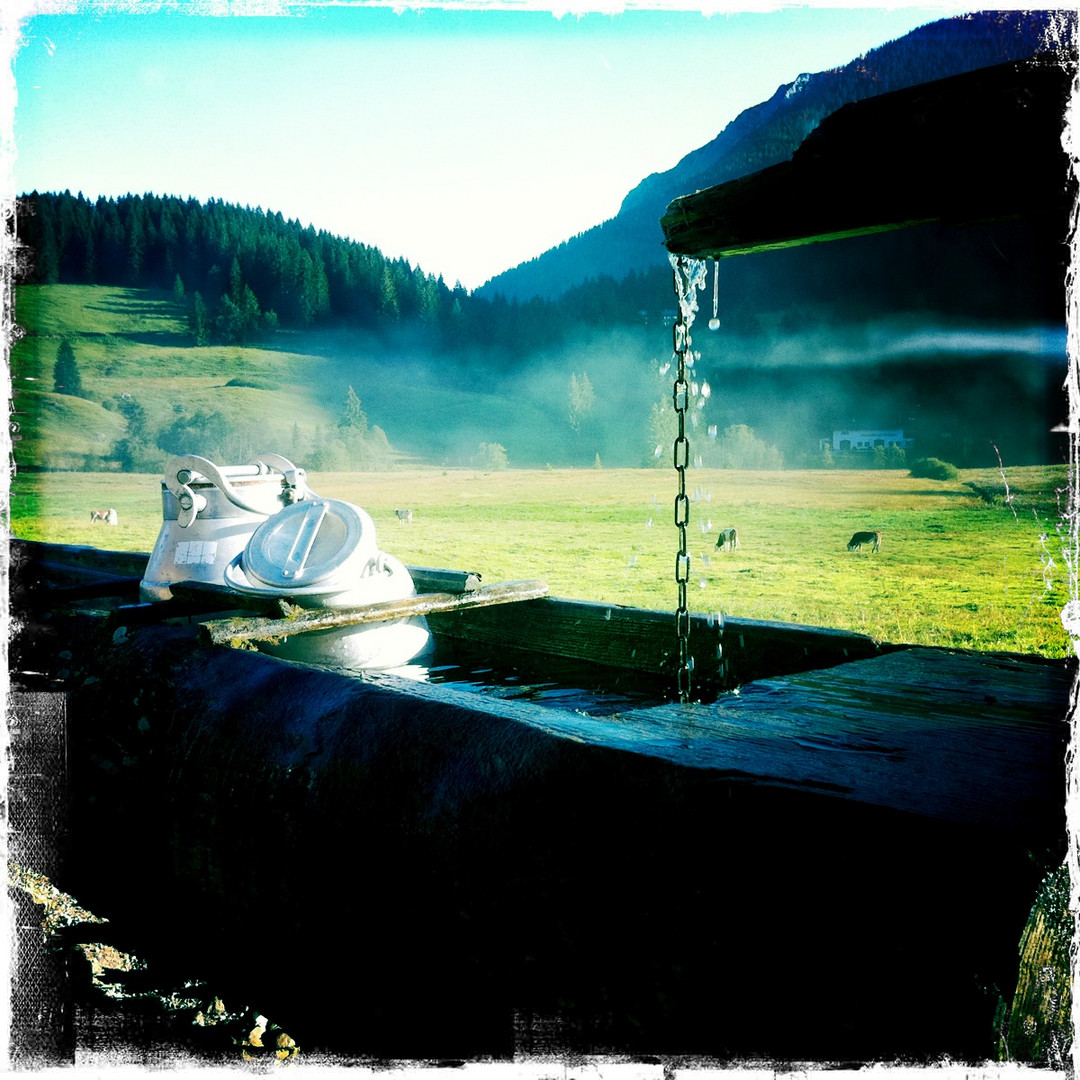 Milchkannen im Wassertrog im Morgennebel