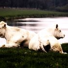 Milchkühe liegen am  Flussufer ( Ems ) 