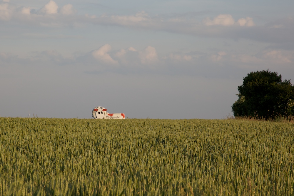 Milchkuh im Feld