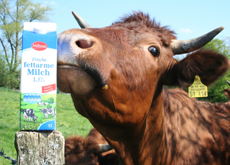 Milchkuh mit Kuhmilch - oder umgekehrt ;-)