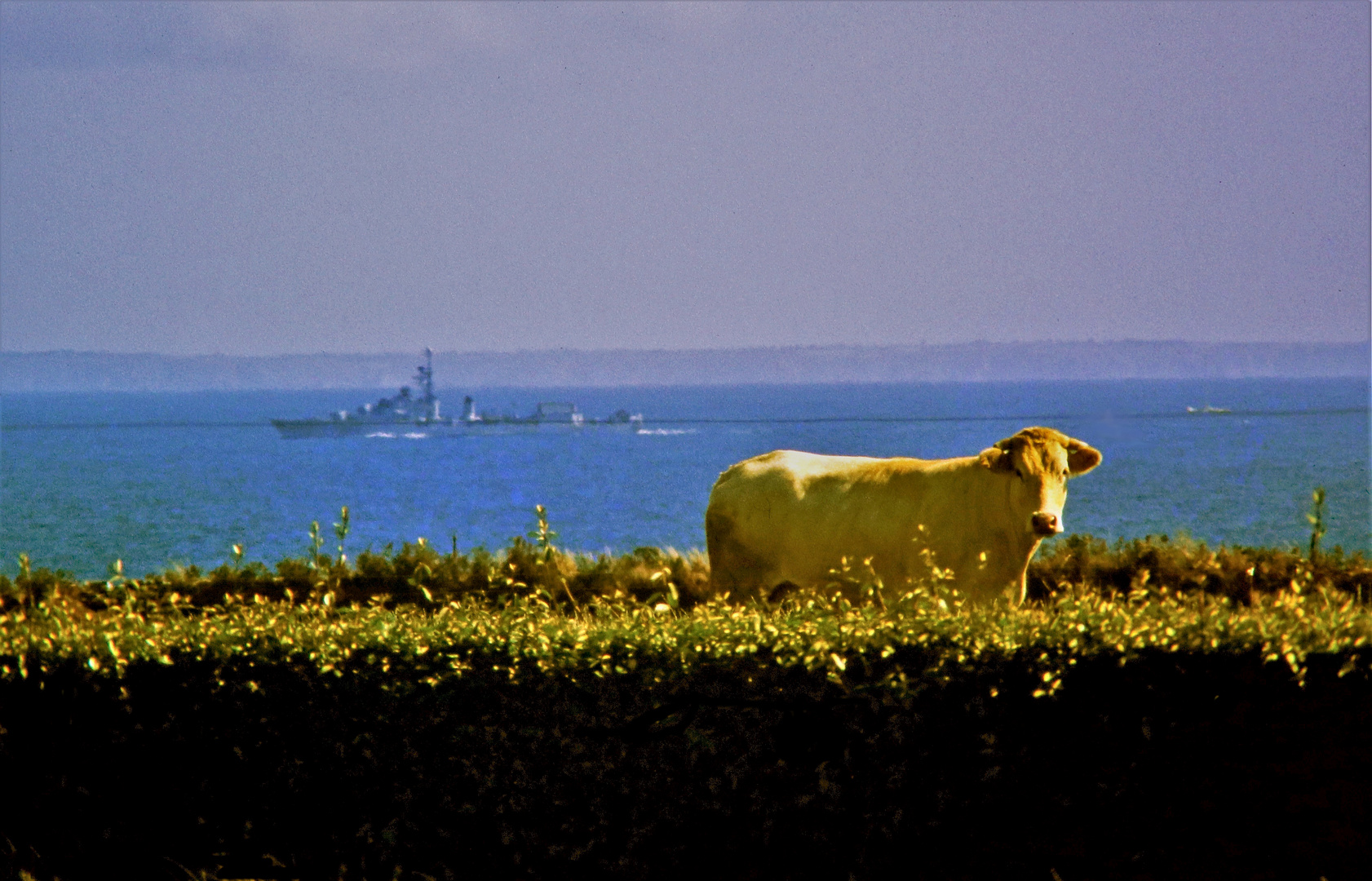 Milchkuh vor Brest