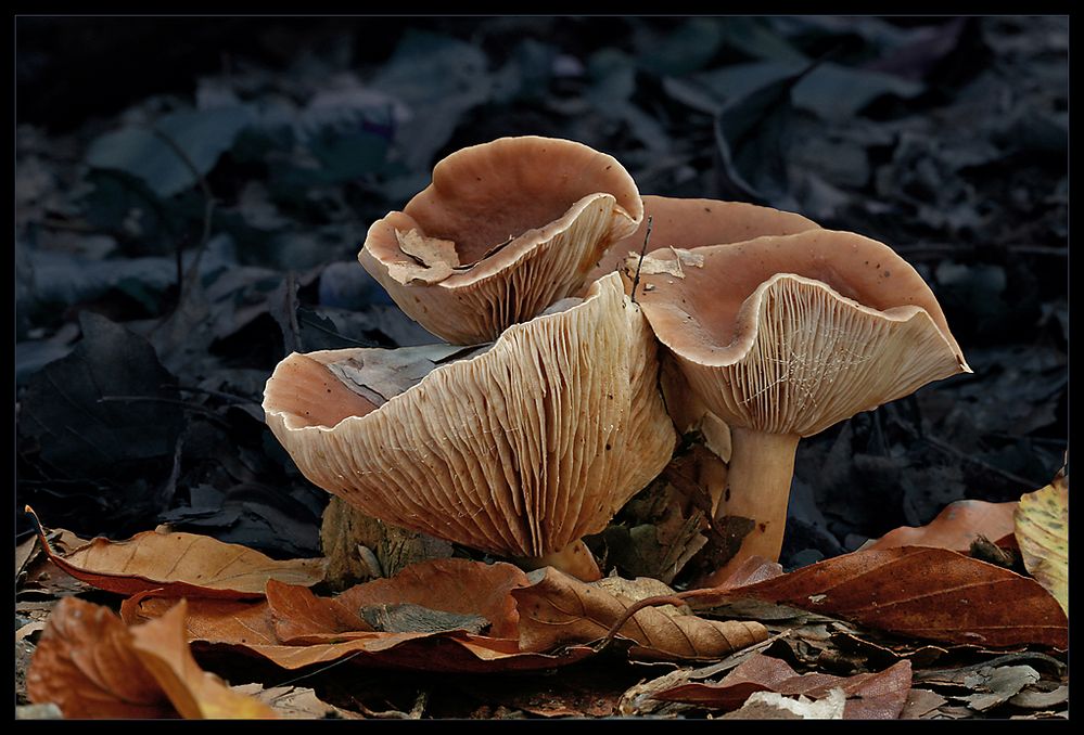 Milchlinge der Gattung Lactarius