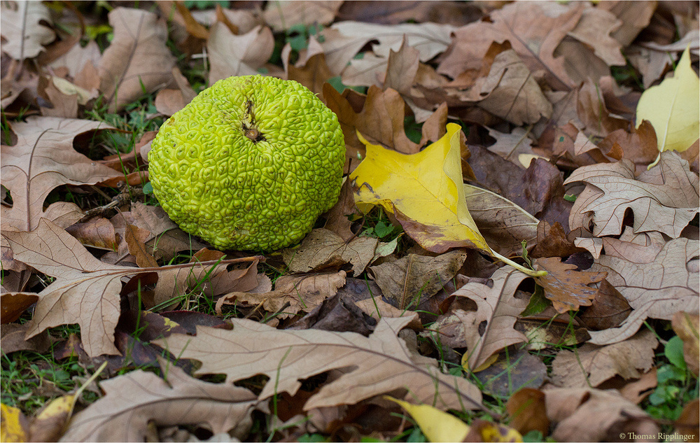 Milchorangenbaum (Maclura pomifera).